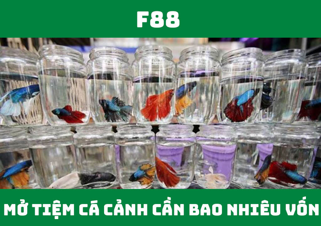 Mở tiệm cá cảnh cần bao nhiêu vốn?