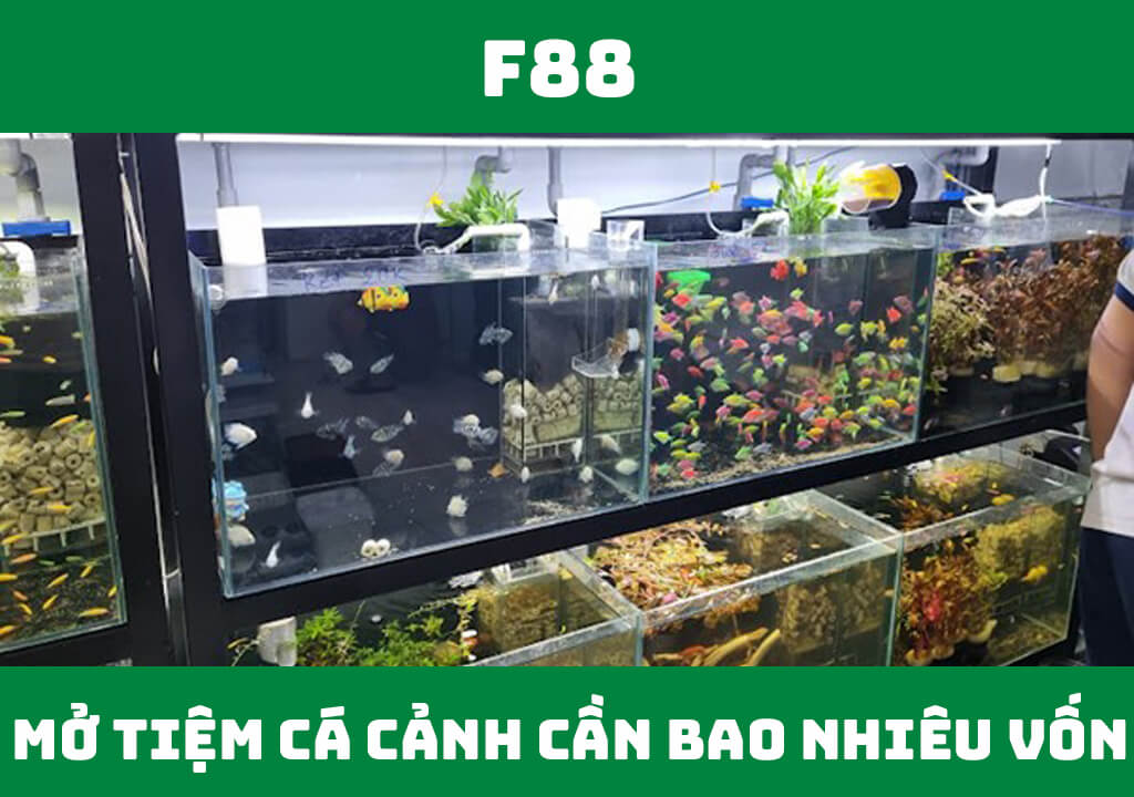 Mở tiệm cá cảnh cần bao nhiêu vốn?